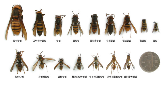 말벌 종류별 벌 크기, 장수말벌이 가장 크다. 국립공원관리공단