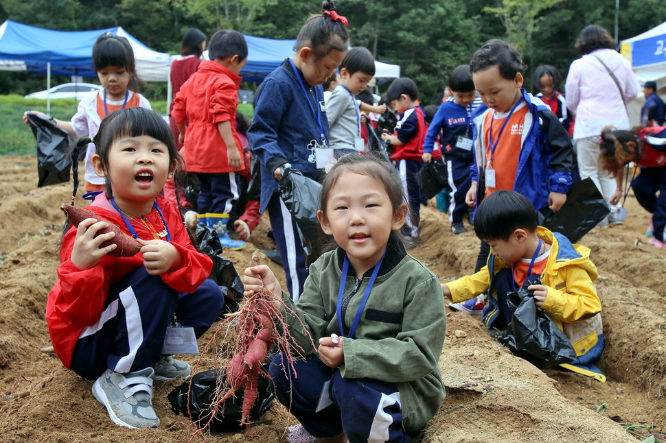 지난해 청원생명축제를 찾은 어린이들이 고구마 캐기 체험을 즐기고 있다.청주시청 제공