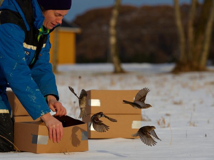 노르웨이 과학기술대 연구자들이 특정한 섬의 집참새 집단을 모두 포획한 뒤 크거나 작은 개체를 인위 선택해 풀어놓아 형질 변화를 일으키는 11년 동안의 장기 야외실험을 했다. 토마스 크발네스 제공.