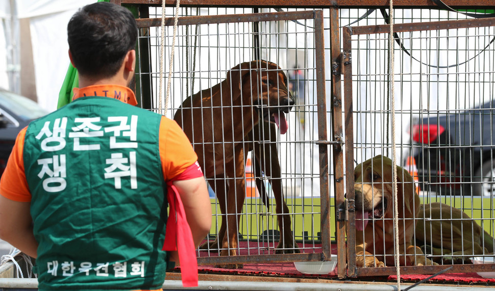 대한육견협회 회원들이 22일 서울 광화문 세종로공원에서 집회를 열어 ‘개고기 합법화'를 촉구하고 있다. 경기권 농장에서 데려온 식용견도 함께했다.  김정효 기자 hyopd@hani.co.kr