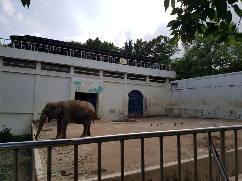 지난 16일 오후 대구 중구 달성공원 동물원에서 코끼리 한 마리가 흙바닥으로 된 우리 주변을 서성이고 있다.