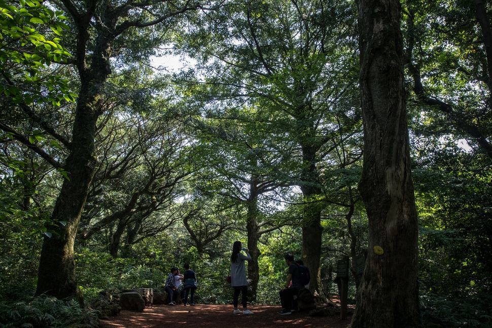 동부 관광지 순환버스로 갈 수 있는 비자림에서 관광객들이 사진 촬영을 하고 있다. 제주/박승화 기자