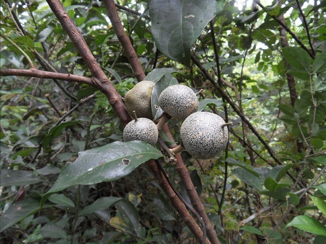 서아프리카에서 사람을 포함한 영장류가 즐겨 따먹는 고당도의 열매 펜타디플란드라. 토착 이름은 오우블리이다. 스캠퍼데일/플리커 제공