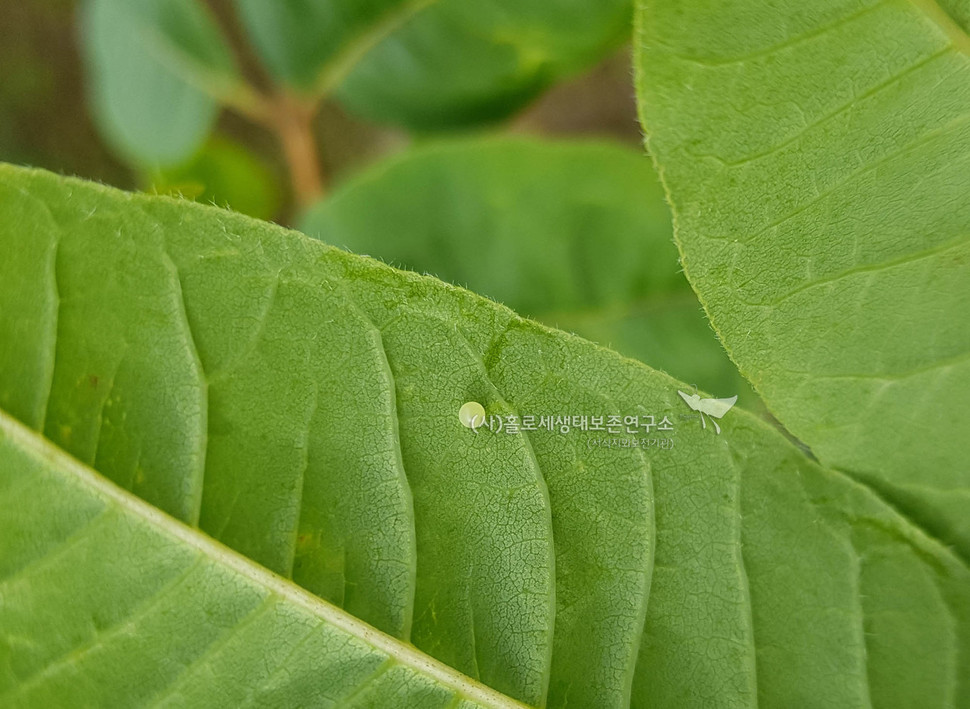 산제비나비 산란(2017.10.4).