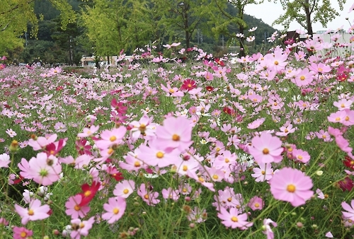 노근리 평화공원에 흐드러진 코스모스. 노근리 평화공원 제공