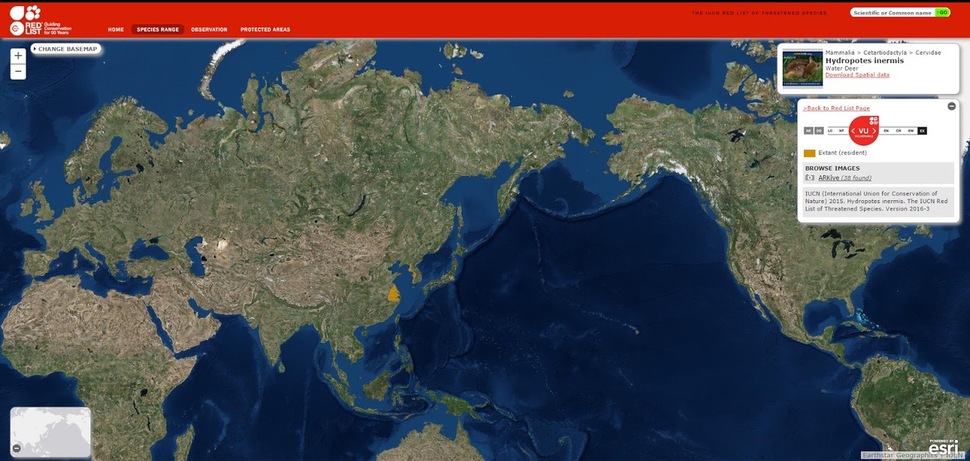 세계자연보전연맹(IUCN)에서 제공하는 멸종위기 동물의 서식 분포를 담은 위성지도. 자세히 보면, 한반도와 중국에만 주황색 표시가 되어 있음을 확인할 수 있다. IUCN 제공.
