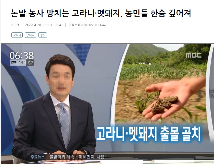 우리가 접할 수 있는 고라니에 대한 이야기는 거의 대부분이 부정적이다. 정작 고라니의 이야기가 아닌, 우리가 고라니를 어떻게 평가하는지가 주를 이룬다. 2016년 5월31일 엠비시 화면 촬영.