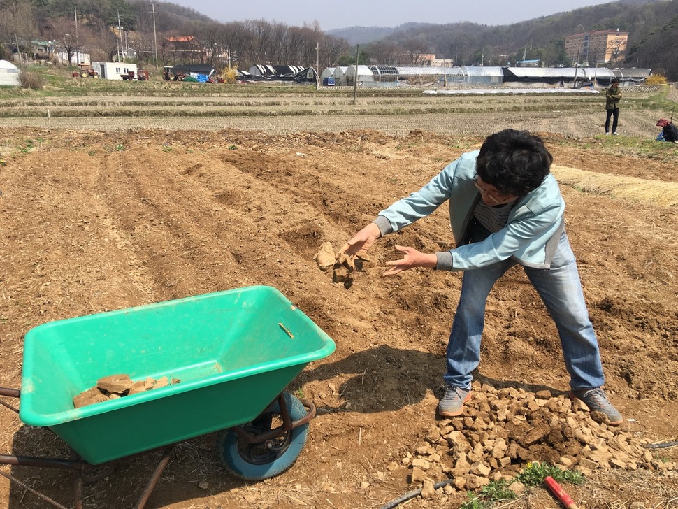 한 도시농부가 지난 4월 중순 경기도 고양시 선유동 선유아리농장에서 밭에 돌을 골라 손수레로 운반하고 있다.