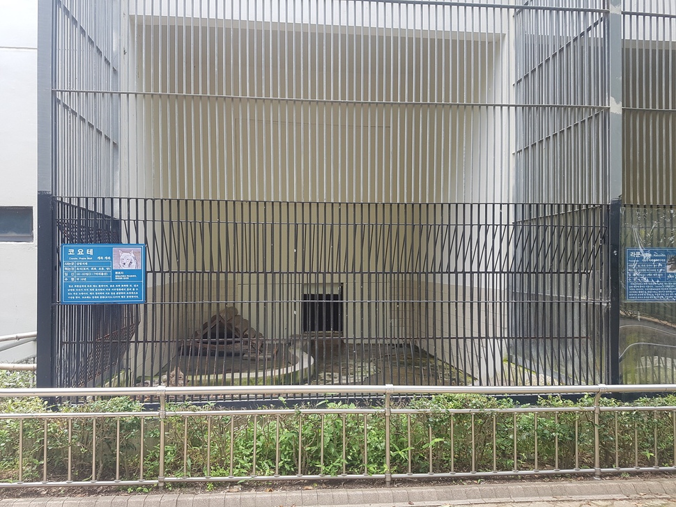 철창으로 막힌 코요테사. 대부분의 공영동물원이 최초 사육시설을 만들 때 참고했던 형태이다. 광주/최우리 기자