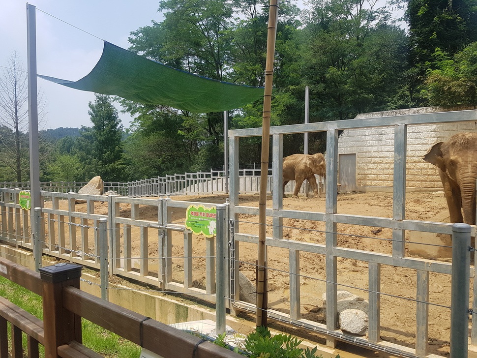 광주우치공원 코끼리사는 농구코트보다 조금 더 크다. 광주/최우리 기자