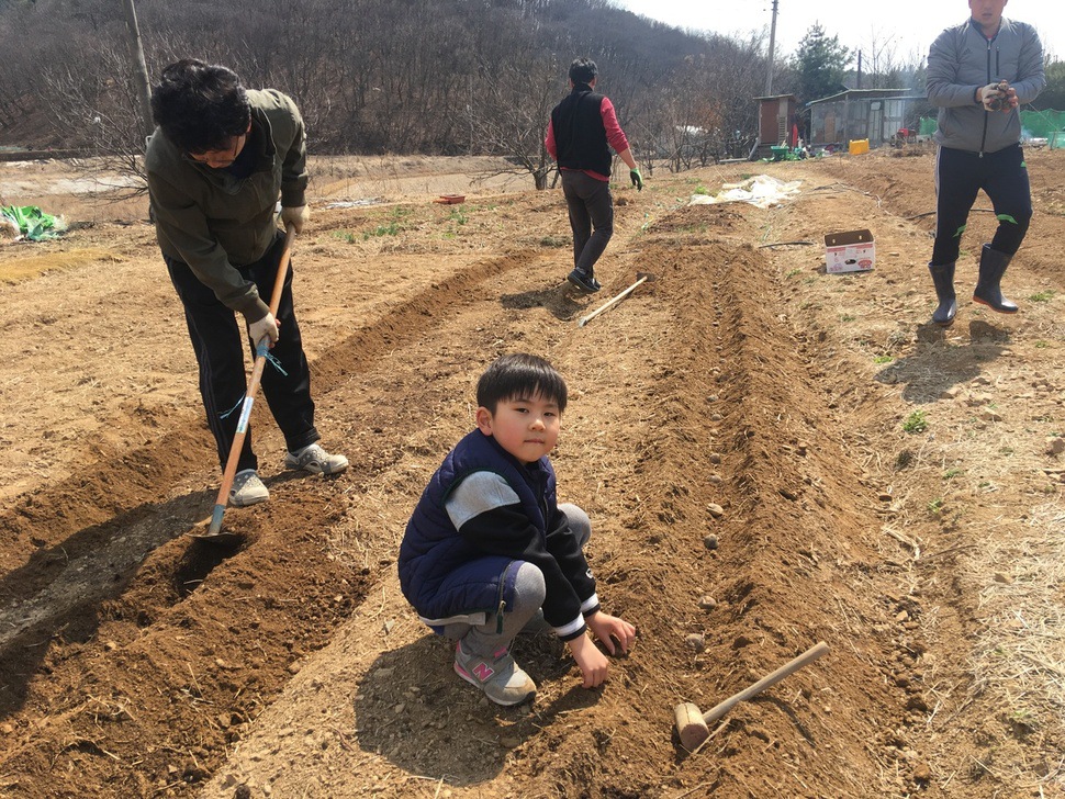 도시농부들이 지난 4월1일 경기도 고양시 선유동 아리농장에서 유기질 퇴비를 넣은 밭에 감자를 심고 있다.