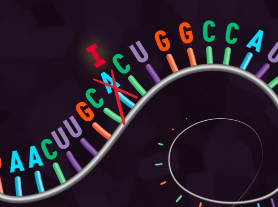 흔히 디엔에이(DNA)는 생명 정보를 담은 ‘책’에 비유되곤 한다. 아르엔에이(RNA)와 디엔에이에서 특정 염기 하나만을 바꿔 쓰는 새로운 염기 편집 기법이 최근 잇따라 개발됐다. 염기 편집 기법이 아르엔에이와 디엔에이에서 염기 낱글자 하나를 교정할 수 있음을 표현한 그림들. 매사추세츠공대-하버드대 브로드연구소 제공