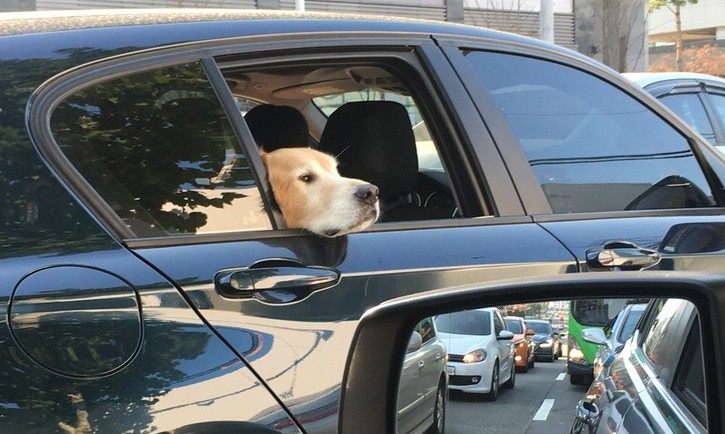 [영상] 반려동물에게도 안전벨트가 필수인 까닭
