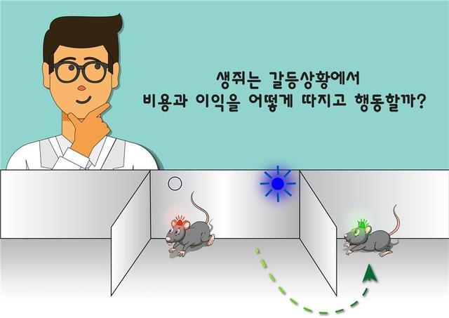 기초과학연구원 ‘인지 및 사회성 연구단’의 신희섭 단장 연구팀은 생쥐들의 뇌에 전기자극을 주어 쾌감 보상을 하는 실험을 했다. 한 쌍의 쥐를 가운데 방에 놓았을 때 왼쪽에 불이 들어오고 한 쥐가 왼쪽 방으로 가면 전기자극으로 쾌감을 보상받는다. 이때 다른 쥐가 그쪽 방으로 들어오면 자극이 끊어진다. 이를 반복 실험하자 생쥐들은 왼쪽, 오른쪽 담당을 서로 나누고, 한쪽 방에 한 쥐가 들어갔을 때 다른 쥐가 방해하지 않는 ‘사회적 규칙’을 만들어 지켰다.