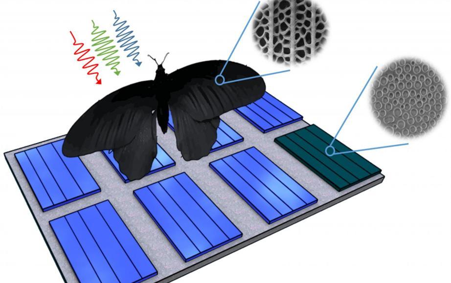 꼬마사향제비나비 날개의 나노 구조를 태양광전지 표면에 적용하면 광전지의 광 흡수율을 최대 200%까지 증가시킬 수 있다. 칼스루에기술연구소 제공