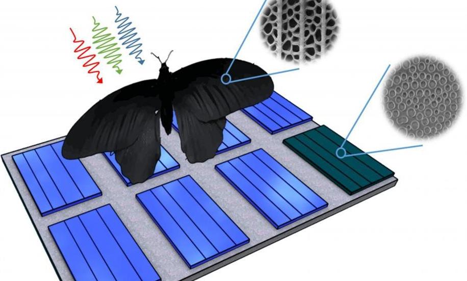 나비 날개 ‘자연모방’으로 광전지 광흡수율 200% 높여