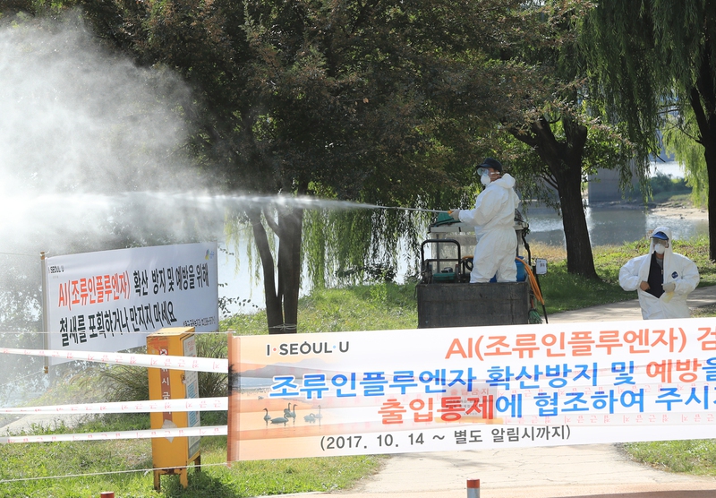 지난 10월15일 오후 서울 성동구 중랑천에서 한강사업본부 및 성동구보건소 직원들이 조류 분변에서 AI 항원이 검출된 것과 관련해 소독을 실시하고 있다. 서울 강서구 강서습지생태공원과 성동구 중랑천에서 최근 채취한 야생조류 분변에서 H5형 AI 항원이 검출된 바 있다. 연합뉴스