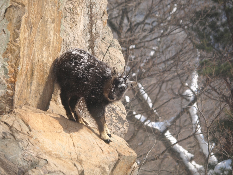 설악산 비선대에 오른 산양.