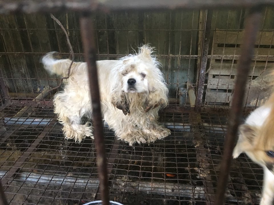 휴메인소사이어티인터내셔널 김나라 활동가의 반려견은 개농장에서 데려왔다. 김 활동가가 처음 만났을 때 반려견 뿌꾸의 모습은 참혹했다. 농장에서는 뿌꾸를 누군가 농장 앞에 버리고 갔다고 설명했다. 김나라 제공