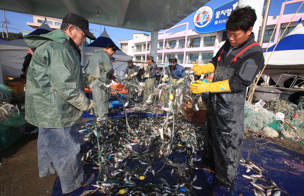 겨울철 동해안 대표 어종인 도루묵을 소재로 한 ‘양양 물치항 도루묵축제’가 1일 개막해 3일까지 양양 물치항 일원에서 열린다. 사진은 어민들이 그물에서 도루묵을 떼어내는 모습. 양양군청 제공