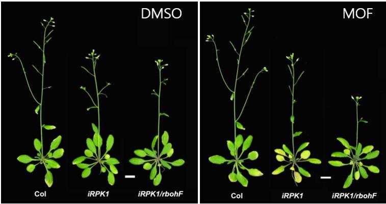 왼쪽 그림은 RPK1 유전자 발현 유도제를 처리하지 않은 경우(DMSO)이고, 오른쪽 그림은 RPK1의 발현을 유도제(MOF)로 유도한 경우이다. 좌우를 비교해보면, 왼쪽 대조군은 처리 용액에 따라 차이가 없는 반면, 유도제에 의해 RPK1 발현이 되도록 설계된 오른쪽의 iRPK1 모델 식물(가운데)은 MOF 처리가 있는 경우 RPK1 유전자 발현이 유도돼 잎이 노랗게 변하는 노화가 진행됐음을 알 수 있다. 그러나 MOF 처리로 RPK1 유전자 발현을 유도하더라도 활성산소 생성 효소인 RbohF 유전자가 망가진 경우 (오른쪽 세번째 식물·iRPK/rbohF)에는 활성산소를 만들지 못해 노화가 진행되지 못했음을 확인할 수 있다. 기초과학연구원 제공