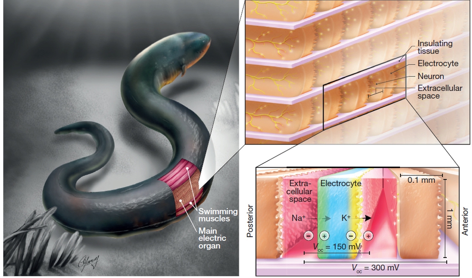 전기뱀장어는 전기생산세포라는 독특한 조직으로 100볼트 정도의 전기를 순식간에 만들어낸다. <네이처> 제공