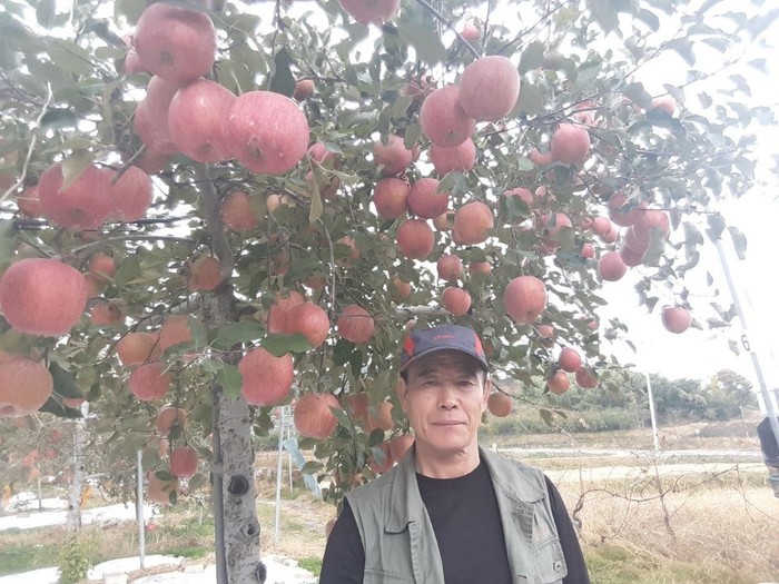 전남 장성에서 1만6500㎡ 규모의 사과농장을 하는 이기만(68)씨는 농어인 월급제 덕분에 지난 4월 처음으로 월급을 받았다.이기만씨 제공