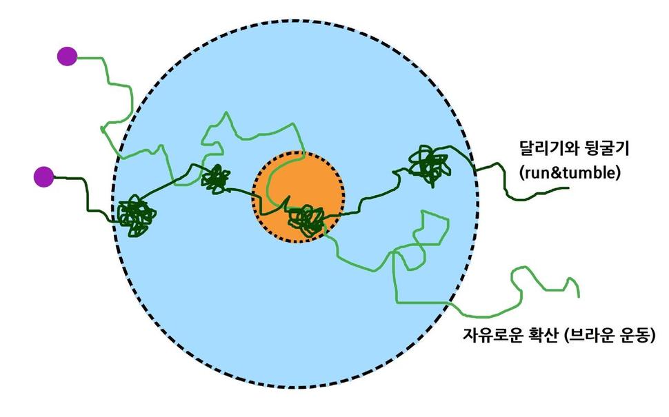 효소의 ‘달리기와 뒹굴기’ 움직임 모식도. ‘달리기와 뒹굴기’는 짙은 녹색 경로처럼, 방향성을 갖고 이동하다가 한 지점에서 무작위 방향으로 움직임을 반복한다. 반면 확산은 무작위 방향으로 운동(브라운 운동)을 하면서 농도가 낮은 쪽으로 퍼져나가는 것을 말한다. 기초과학연구원 제공