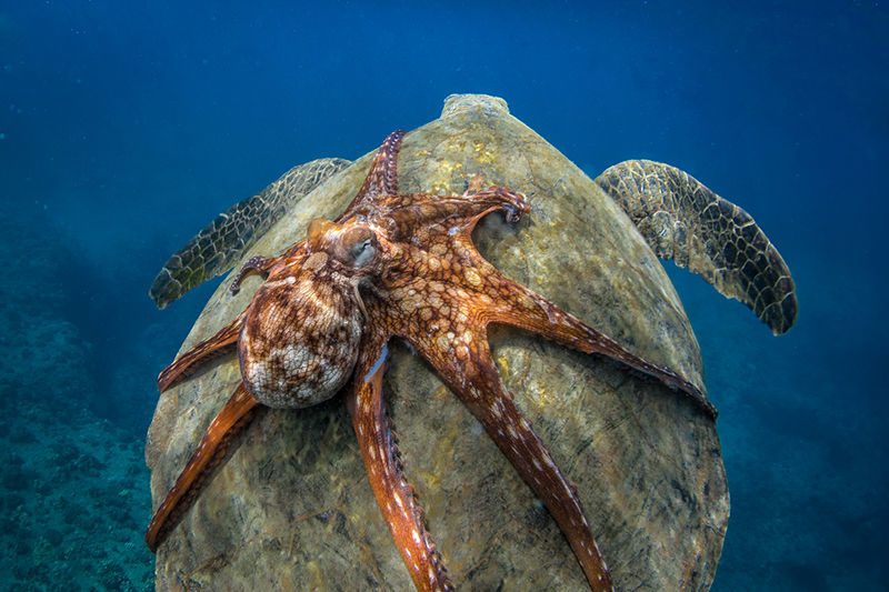 등에 올라탄 문어. Michael B. Hardie/ Smithsonian