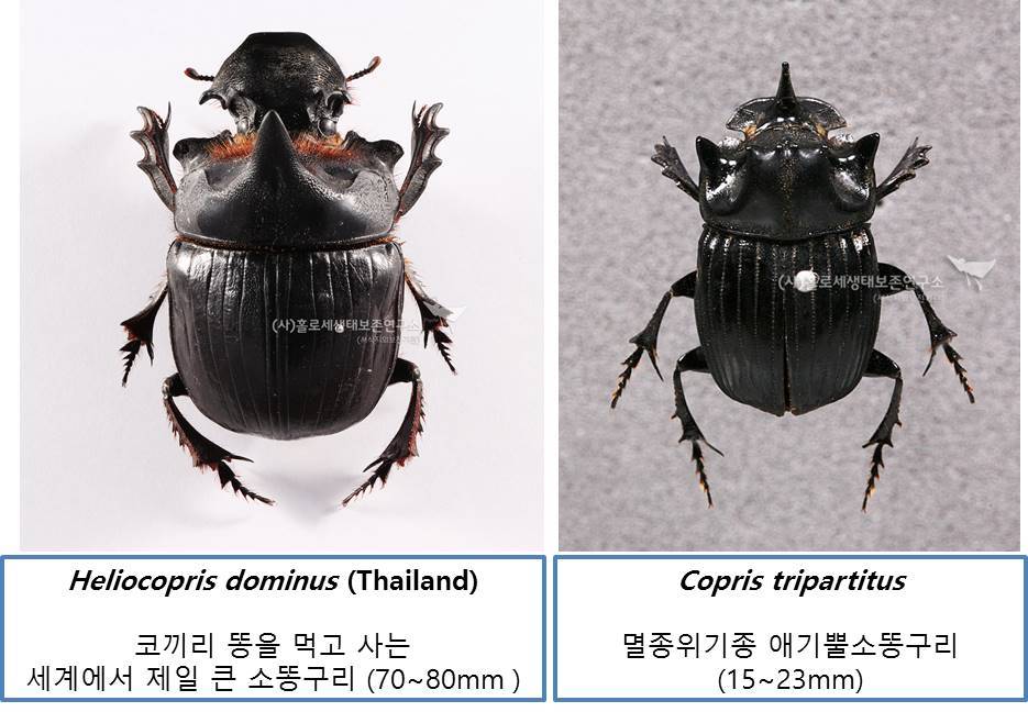 세계에서 가장 큰 타이의 소똥구리는 애기뿔소똥구리보다 4∼5배 크다.