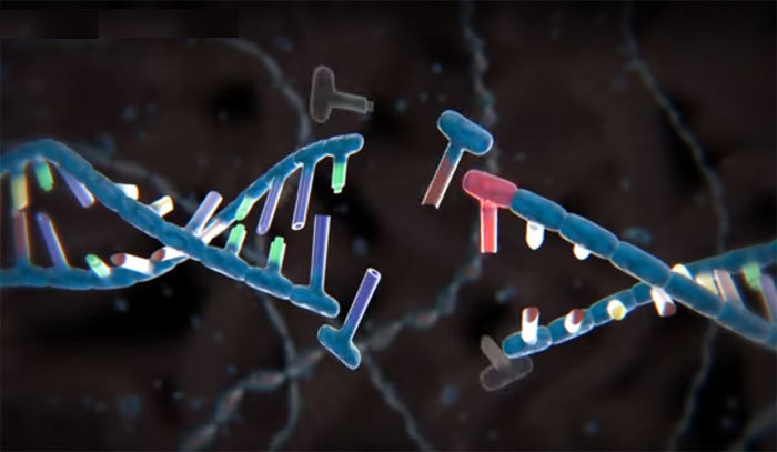 크리스퍼 유전자 가위에 의해 절단된 디엔에이(DNA)를 형상화한 그림. 유투브 화면 갈무리, https://youtu.be/2pp17E4E-O8