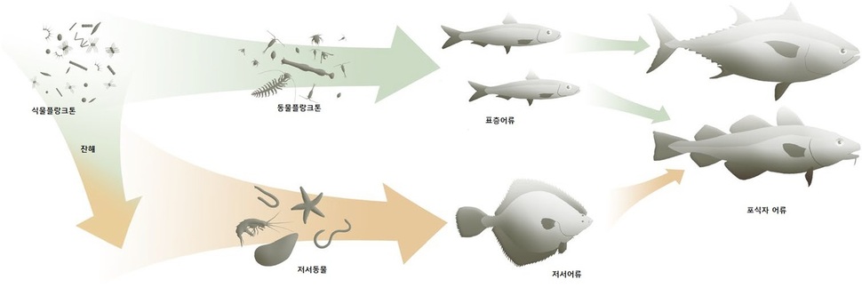 위도별로 대형 표층 어류와 저서 어류가 분포하는 개념도. 반덴데렌 외(2018) ‘생태와 진화’.