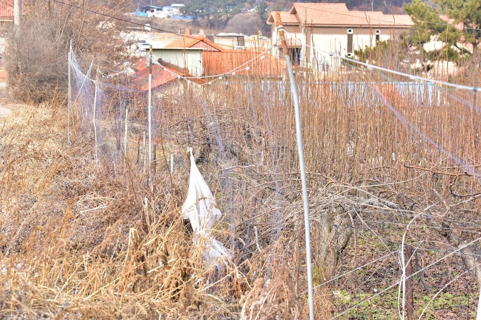 과수원을 둘러싸고 있는 밭 그물.