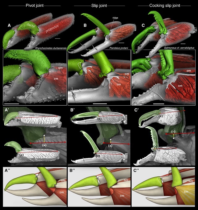 새우 집게발의 진화 과정. A는 원시적인 집게, B는 돌기를 이용해 힘을 모으는 슬립 조인트 방식, C는 딱총새우에서 보는 코킹 조인트 방식. 집게를 완전히 젖혀 에너지를 비축한 뒤 빠른 속도로 닫는 구조다. 카지 외(2017) ‘커런트 바이올로지’ 제공