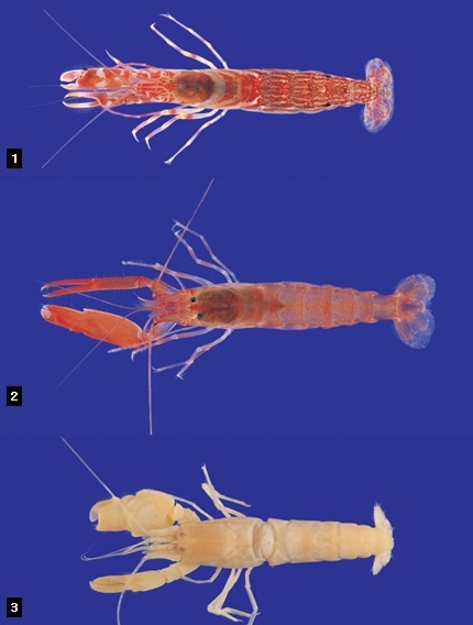 우리나라에 서식하는 딱총새우. 1. 큰손딱총새우, 2. 긴발딱총새우, 3. 홈발딱총새우. 국립수산과학원 제공.