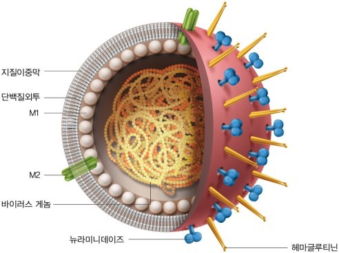 인플루엔자 바이러스의 구조. A형 독감은 헤마글루티닌(H)과 뉴라미니데이즈(N)의 조합에 따라 이론적으로 144종의 바이러스가 생길 수 있다. 자료 <이일하 교수의 생물학 산책>, 이일하
