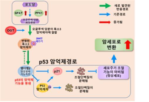 설탕 과잉 섭취가 암 억제 단백질의 기능을 마비시켜 암을 일으키는 원리. 백융기 연세대 교수 연구팀 제공