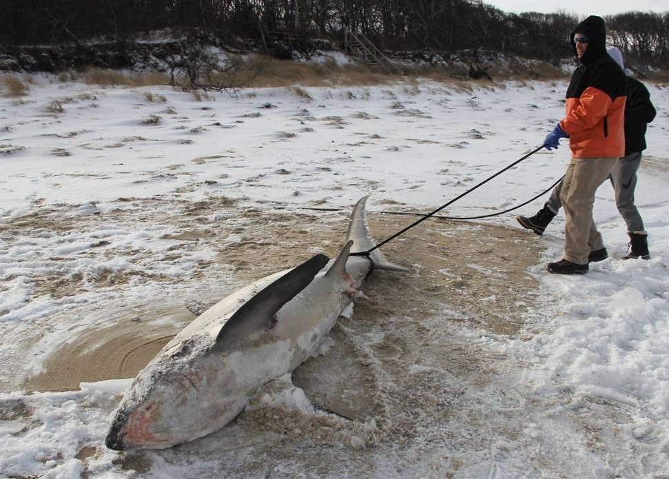 대서양백상어보전단체(Atlantic White Shark Conservancy)가 지난달말 미국 동부 케이프코드에서 발견된 상어 사체를 운반하고 있다. 이 단체는 페이스북에 “너무 꽁꽁 얼어 부검할 수 없을 정도다. 미국 해양해기청(NOAA)에 보내 톱질을 해놓고 나중에 부검을 한다”고 설명했다. 대서양백상어보전단체 페이스북 갈무리