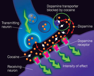 뇌에서 코카인이 작용하는 과정. 출처: 주[3]