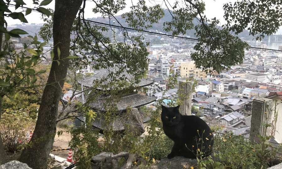 고양이 뒹구는 해변마을…여기선 우리가 ‘갑’이다