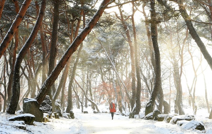 10일 오전 경남 거창군 웅양면 동호숲 전경. 거창군 제공