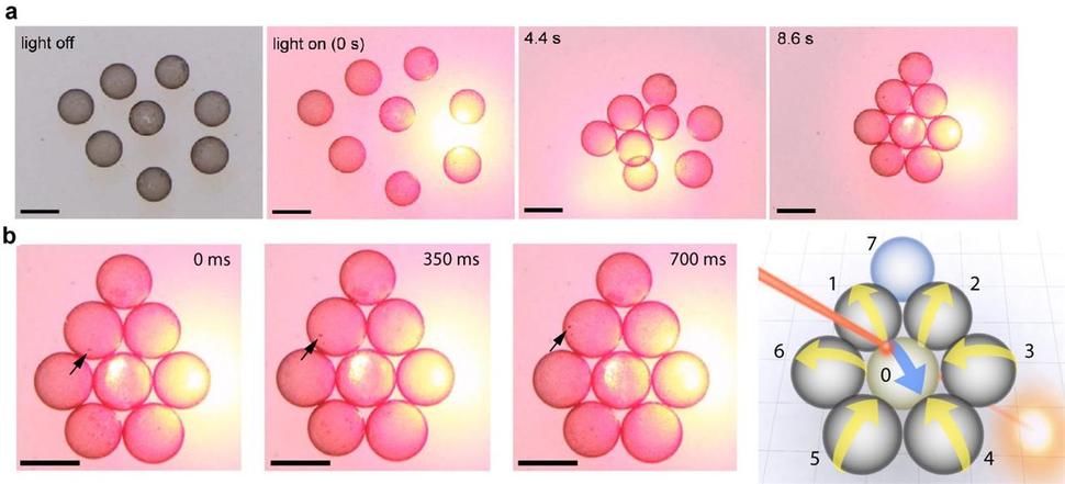 레이저 주위로 모이는 나노 계면활성제에 싸인 액체방울. a. 나노 계면활성제로 둘러싸인 액체방울이 레이저를 비춘 지점으로 모인다. 약 8초 뒤에는 육각형을 이루며 압축적으로 조립된다. 액체방울이 레이저를 향해 움직이는 것은, 나노입자가 빛을 흡수하고 액체를 데워 만드는 대류 때문이다. b. 대류현상으로 인해 액체방울이 회전하는데 맞닿은 액체방울들이 톱니바퀴처럼 맞물려 돌아간다. 기초과학연구원 제공