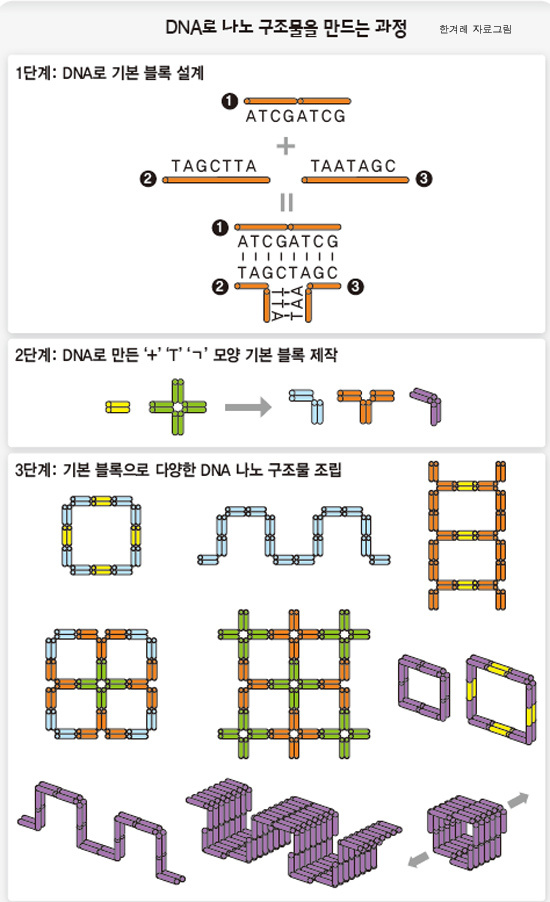 디엔에이 조립 방식 중 한 가지의 개념도. 한겨레 자료그림