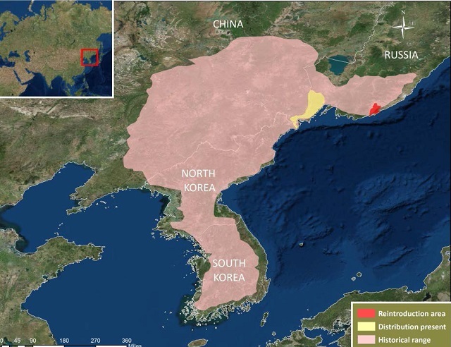 한국표범 서식 범위. 분홍색이 역사적 서식지, 노란색이 현 서식지이다. 한반도에선 일제강점기 동안 600마리가 넘는 표범을 ‘해로운 짐승’을 구제한다는 명목으로 잡았다.