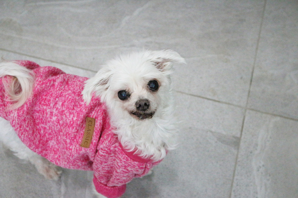 솜이(암컷).