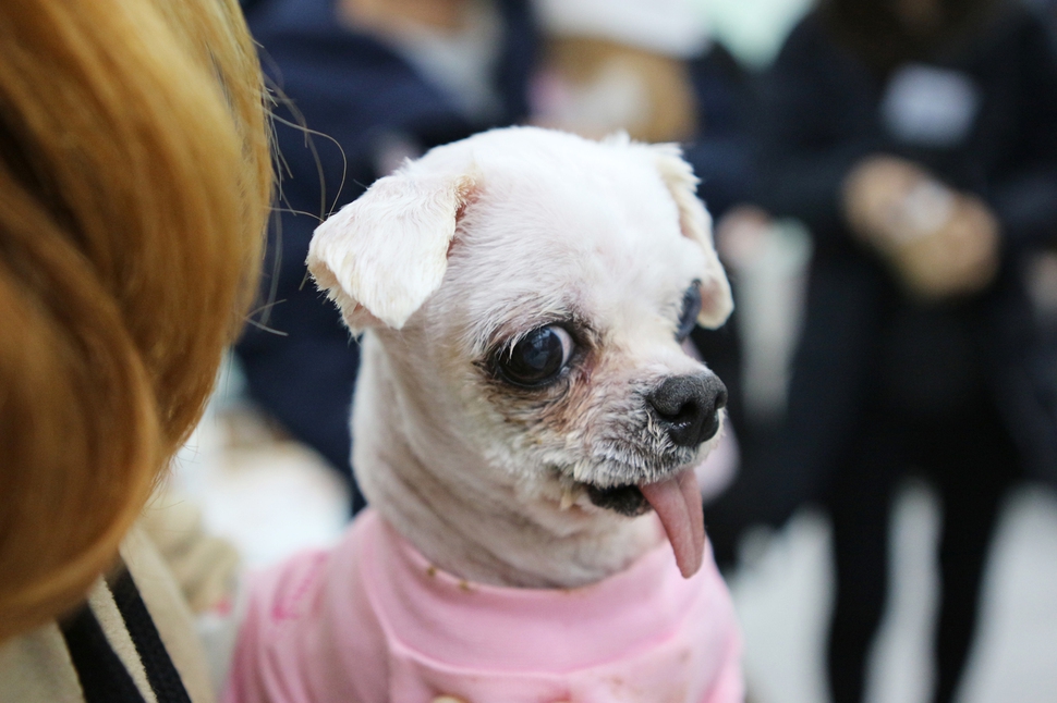 금동이(수컷).