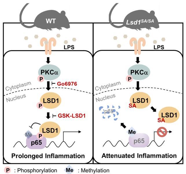 LPS에 의해 인산화한 LSD1은 p65와 결합해 지속적인 염증반응이 나타나도록 한다는 사실이 밝혀졌다. 서울대 제공
