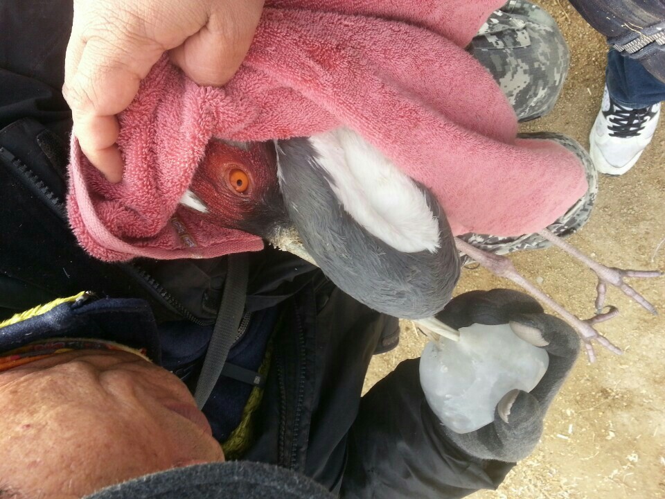 25일 오후 철원 민간인출입통제구역 안에서 구조된 재두루미의 부리에 얼음이 얼어 붙어 있는 모습.  김일남 철원군문화관광해설사 제공