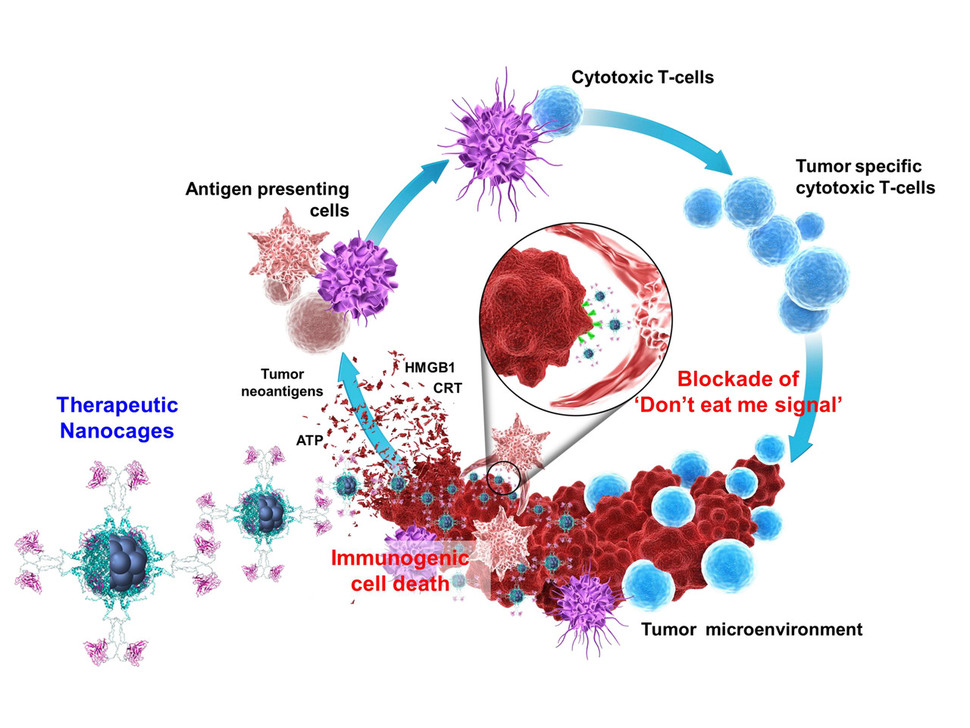 항암면역 나노입자의 항암 치료 모식도. 한국과학기술연구원 제공