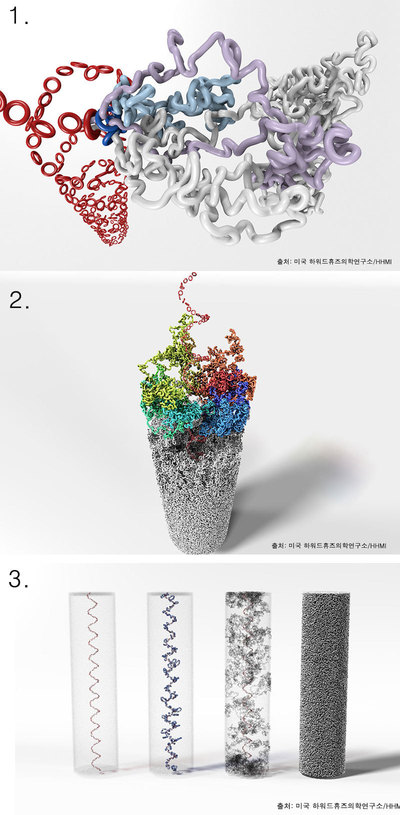 미국 하워드휴즈의학연구소(HHMI) 제공